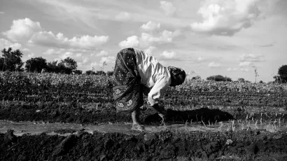 An Indian woman in a crop field bending down and planting crops