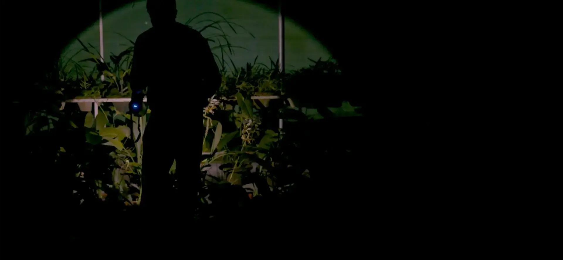 A silhouette of a man in the darkness shining a torch at several potted plants'